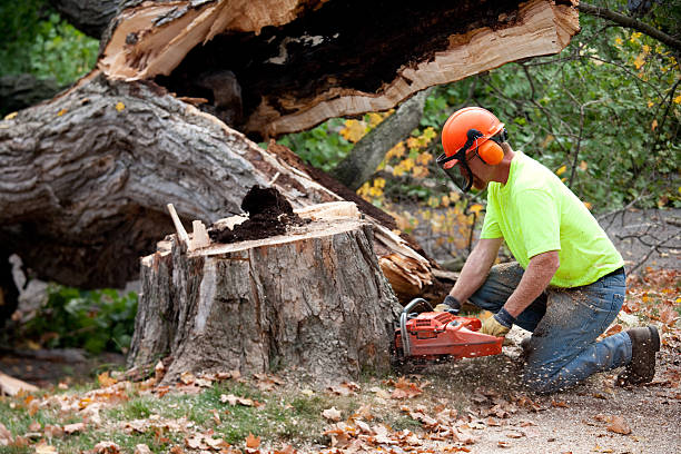 How Our Tree Care Process Works  in  Fairview Shores, FL